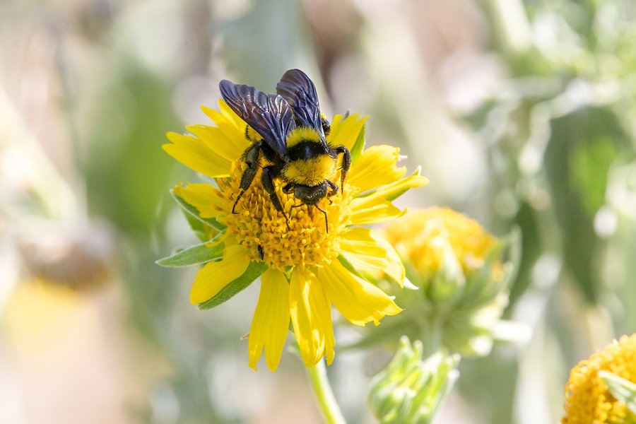 Bee on wildflower in field