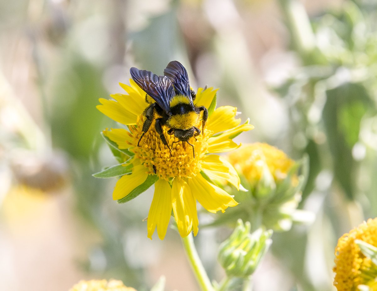 Bee on wildflower in field
