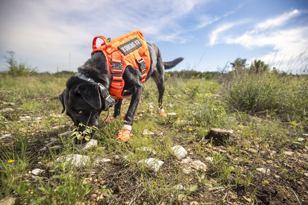 Working conservation dog in bright vest and boots sniffing out horned lizards scat in rocky grassy field