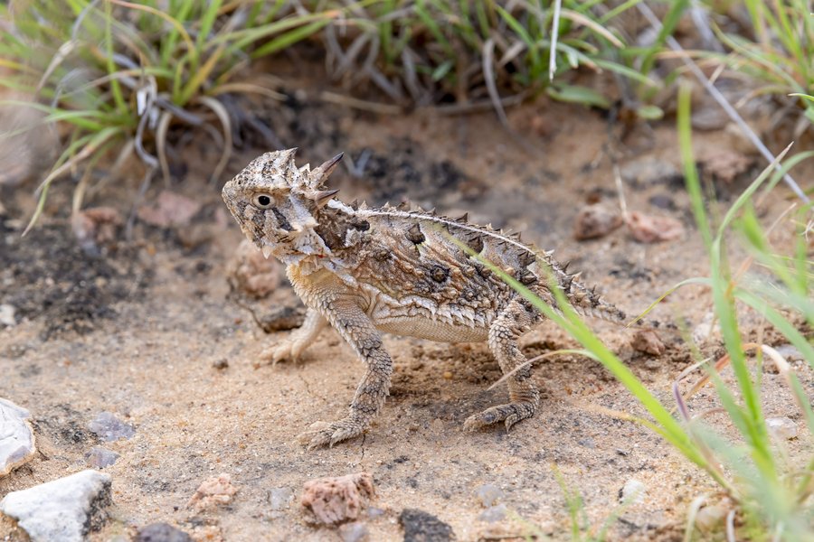 Horned lizard in sandy field