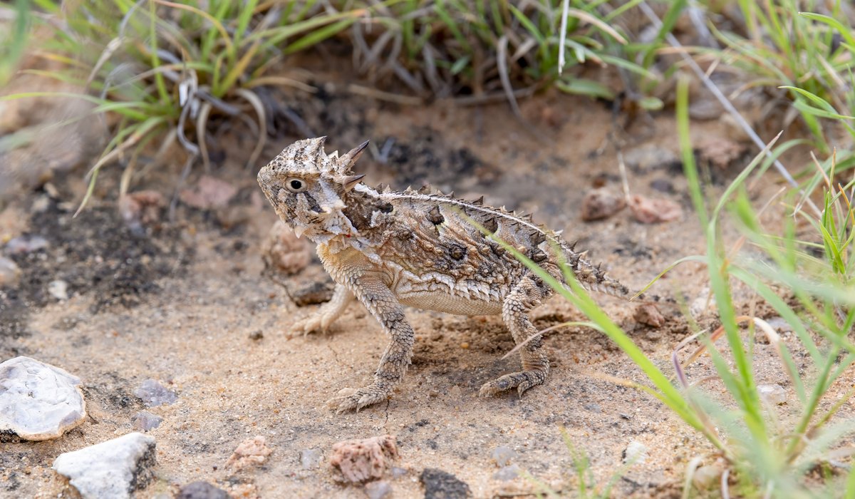 Horned lizard in sandy field