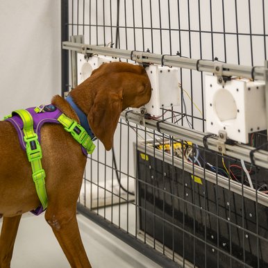 Conservation dogs training with scent boxes inside Texas Tech room