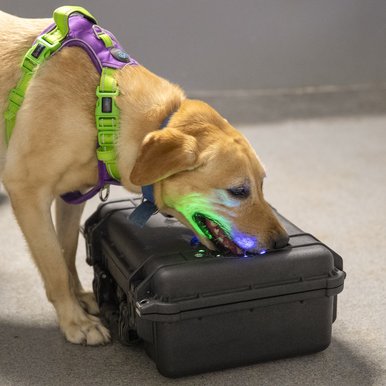 Conservation dogs training with scent boxes in Texas Tech room