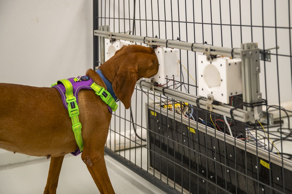Conservation dogs training with scent boxes inside Texas Tech room