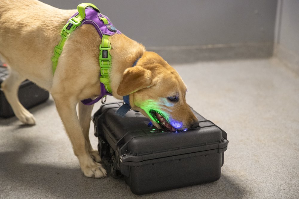Conservation dogs training with scent boxes in Texas Tech room