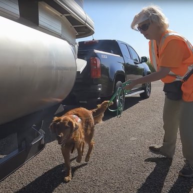 Working conservation dog sniffing around boat at ramp to detect zebra muscles