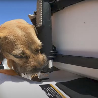 Working conservation dog on sea doo trailer to sniff for zebra muscles