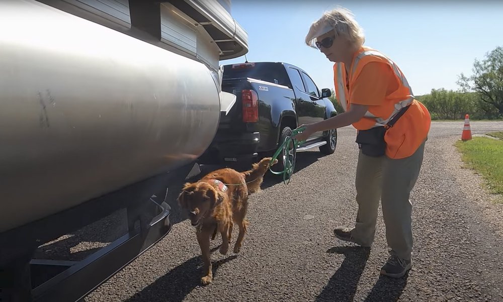 Working conservation dog sniffing around boat at ramp to detect zebra muscles