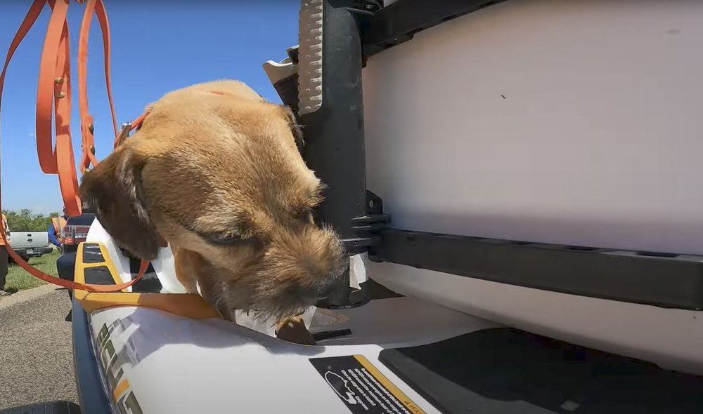 Working conservation dog on sea doo trailer to sniff for zebra muscles