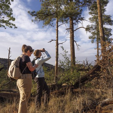 Field researchers looking at large Ponderosa Pines in Davis Mountains Preserve for owl nests and other birds
