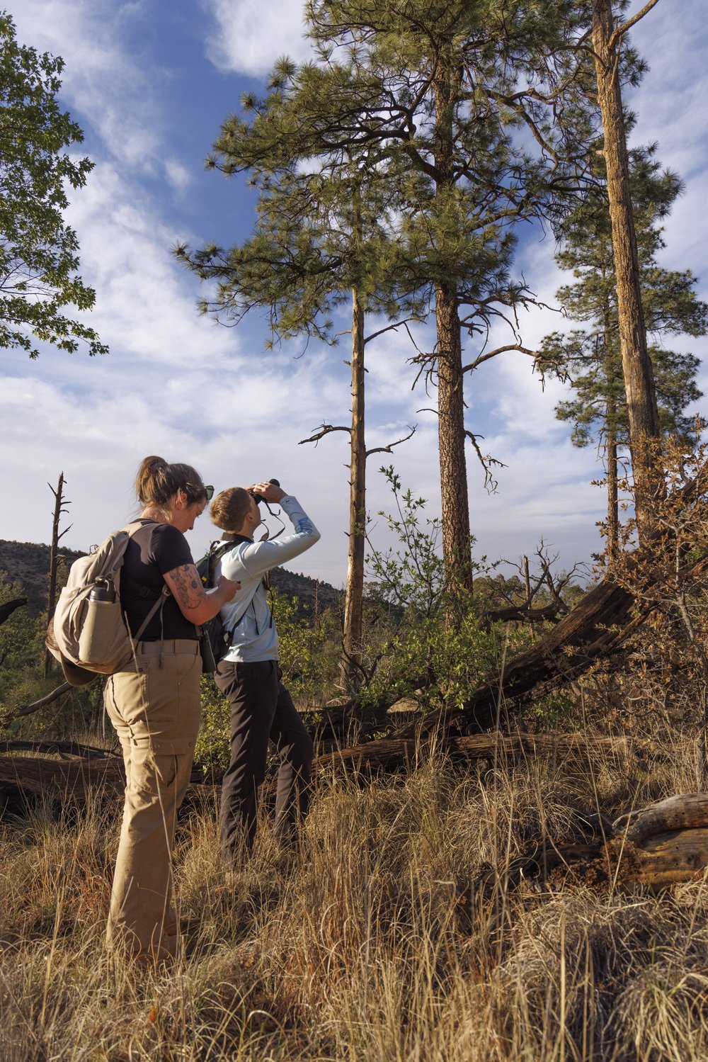 Field researchers looking at large Ponderosa Pines in Davis Mountains Preserve for owl nests and other birds