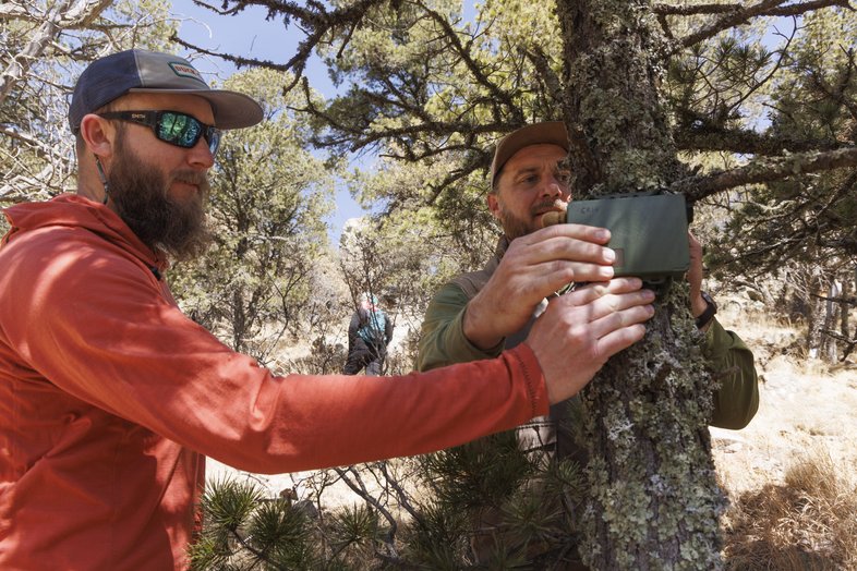Two owl researchers putting up monitor on a tree in the high elevations of Davis Mountains