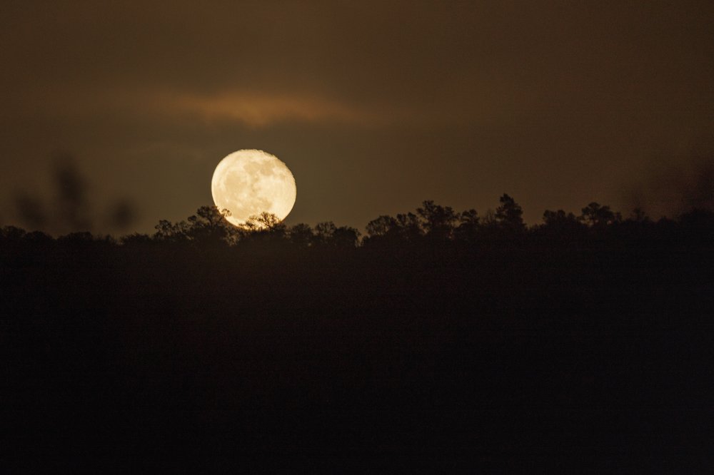 Reddish yellow full moon rises slowly over the tree lined ridge of the Davis Mountains