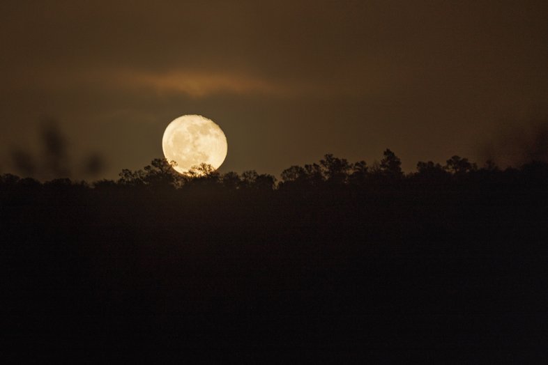 Reddish yellow full moon rises slowly over the tree lined ridge of the Davis Mountains