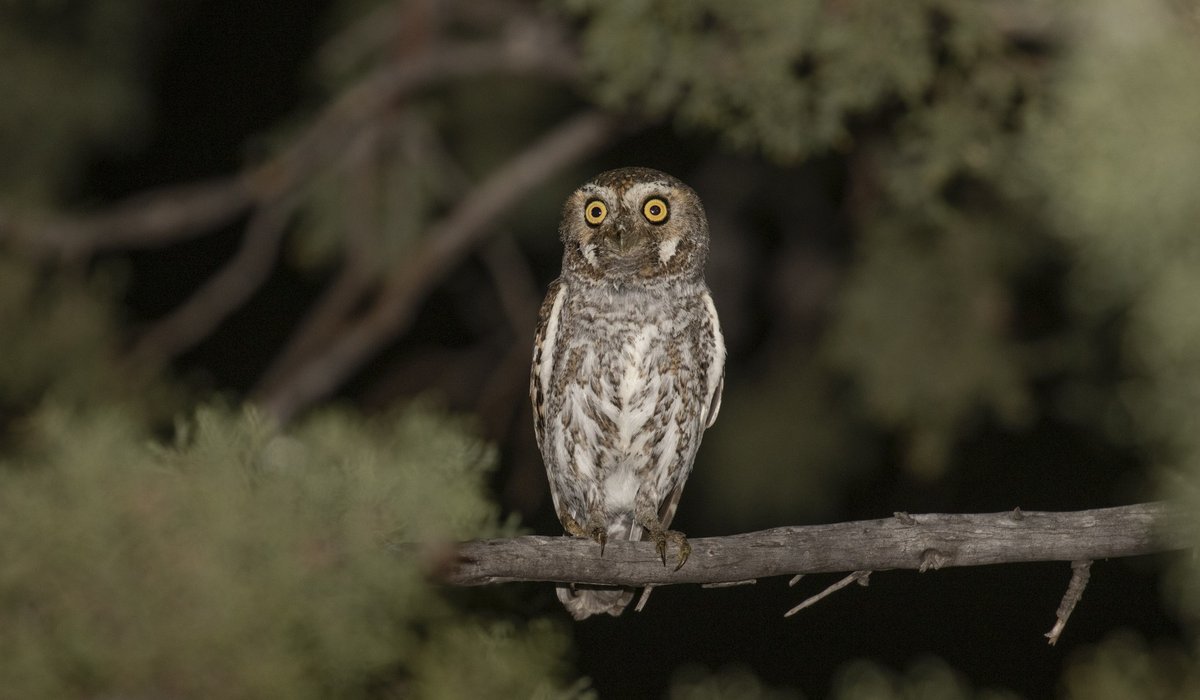 Elf owl perched in tree at night