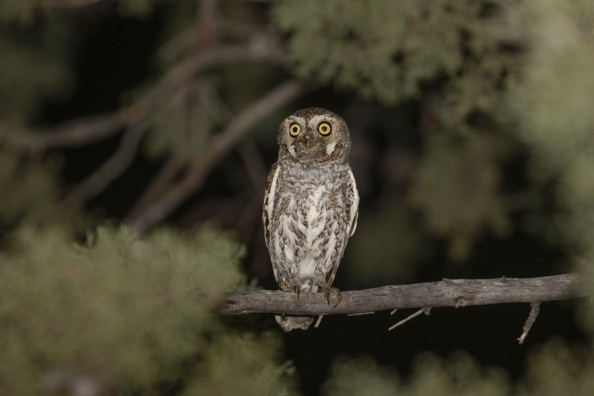 Elf owl perched in tree at night