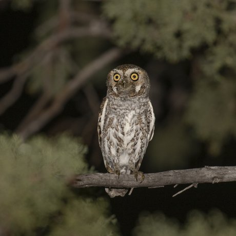 Elf owl perched in tree at night