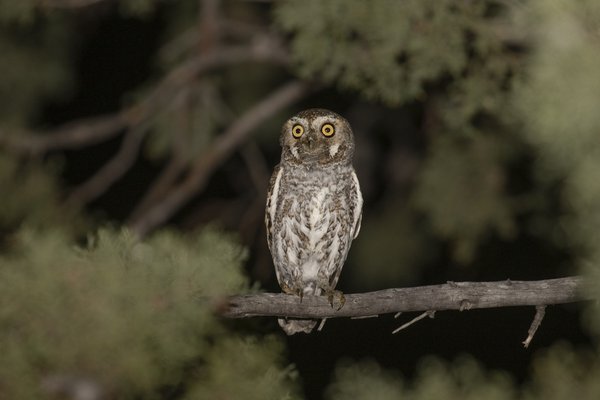 Elf owl perched in tree at night