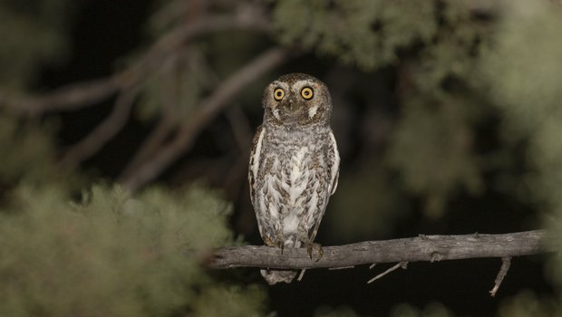 Elf owl perched in tree at night