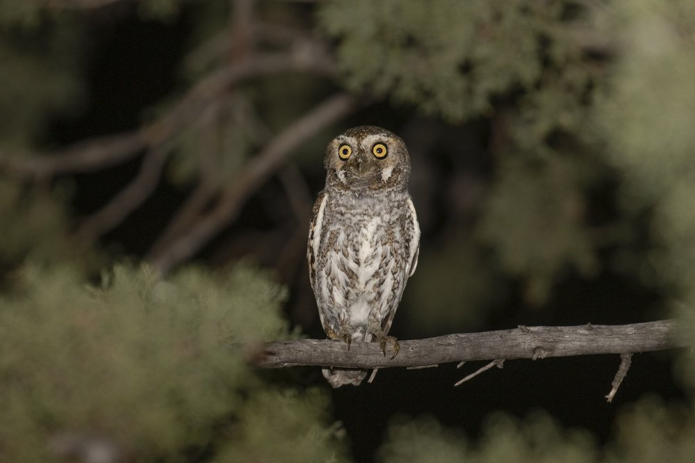 Elf owl perched in tree at night