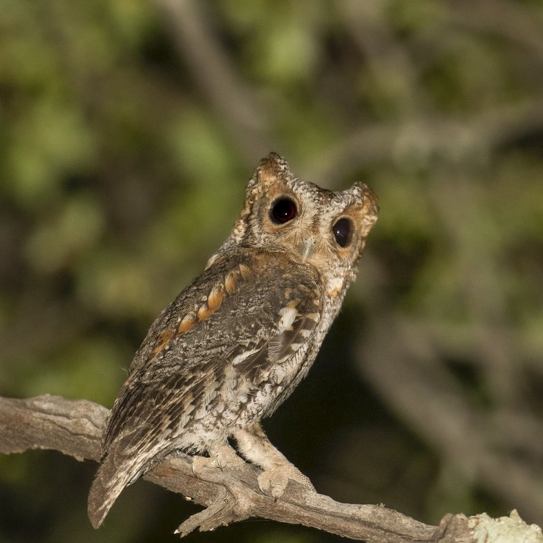 Flammulated owl perched n tree branch with head turned at night