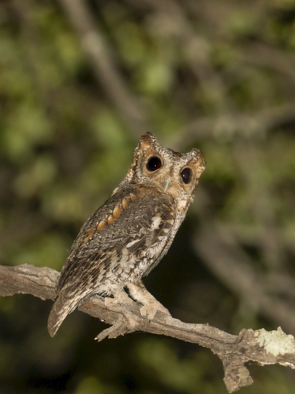 Flammulated owl perched n tree branch with head turned at night