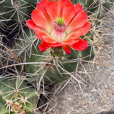 Blooming cacti on rock in Davis Mountains