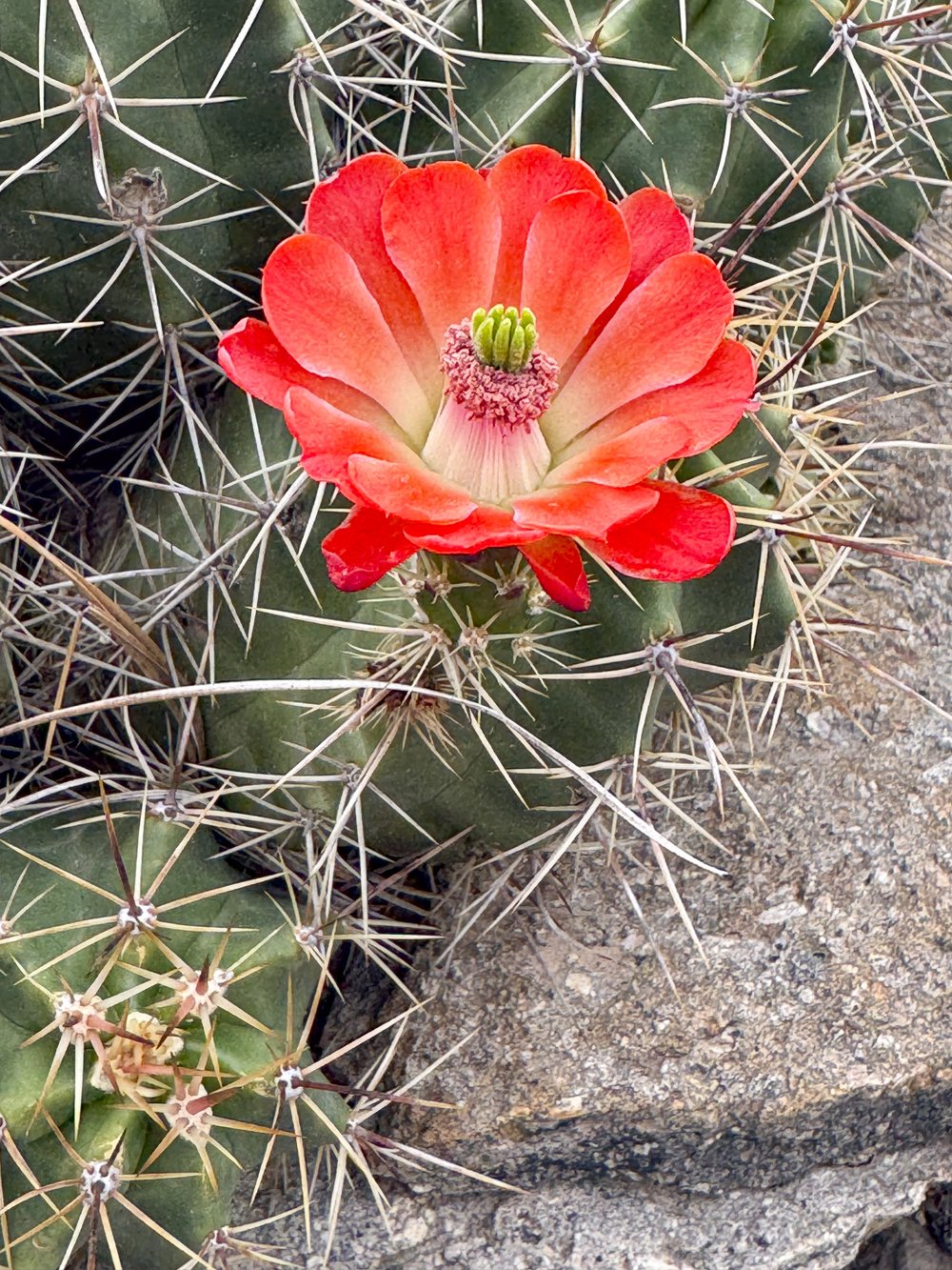 Blooming cacti on rock in Davis Mountains