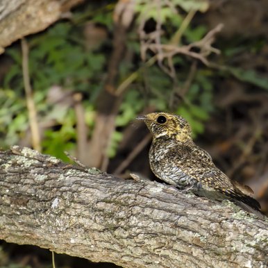 Mexican Whippoorwill sitting on large tree branch at night