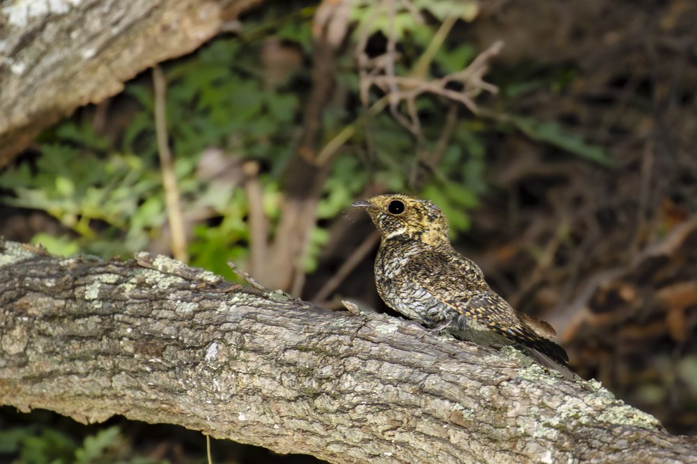 Mexican Whippoorwill sitting on large tree branch at night