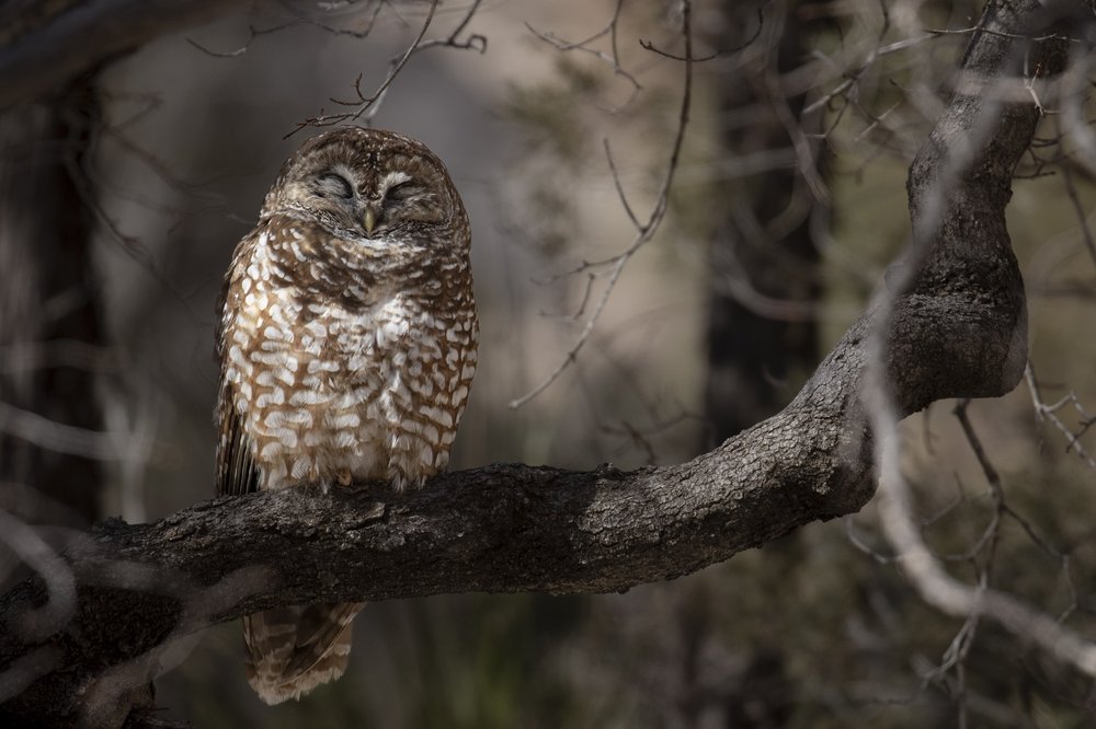 Spotted owl sleeping on tree branch