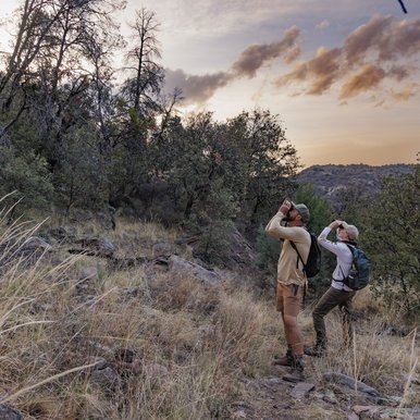 Two researchers using binoculars to spot owls from a trail at dusk