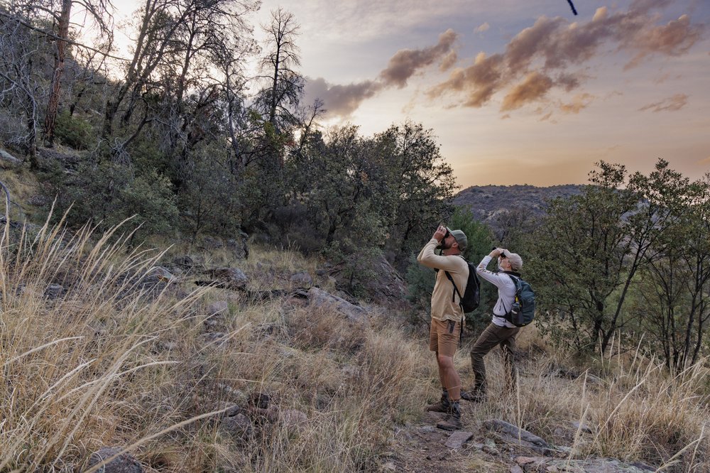 Two researchers using binoculars to spot owls from a trail at dusk