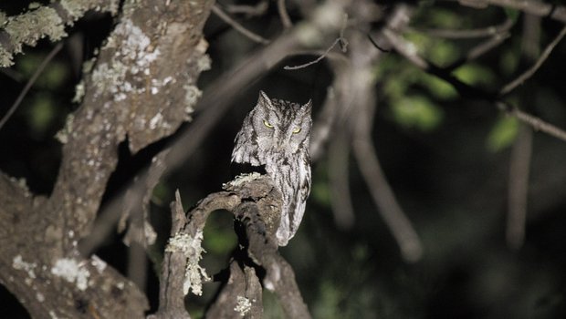 Western screech Owl perched in tree at night