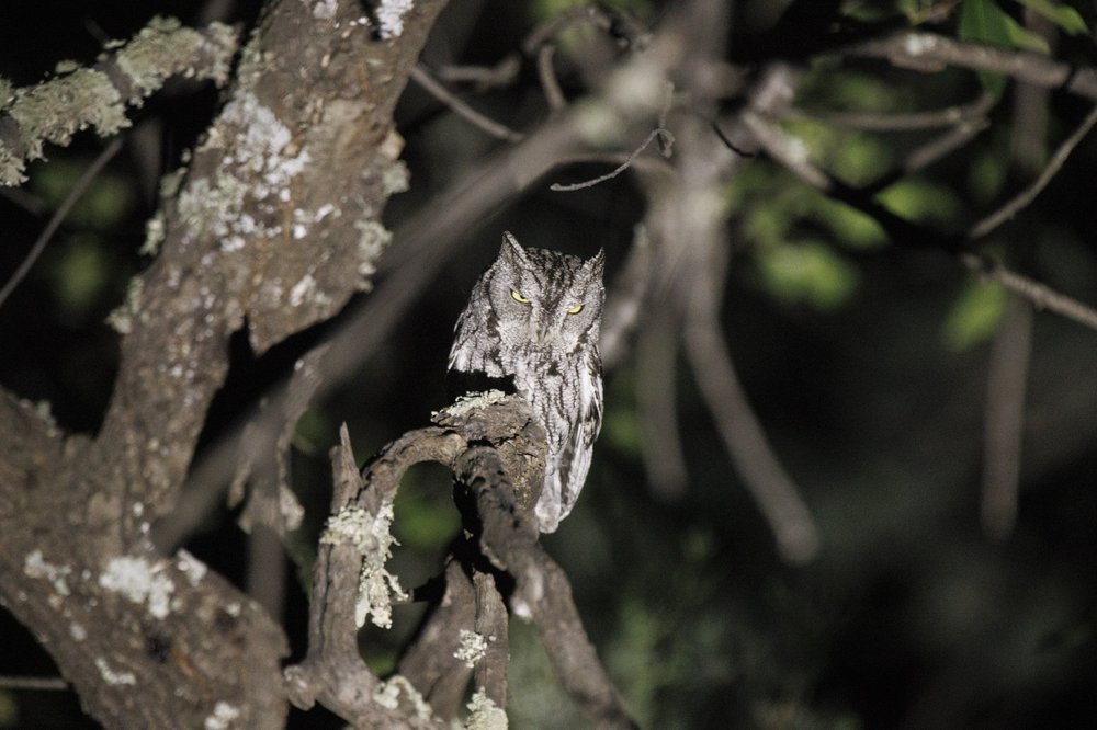 Western screech Owl perched in tree at night
