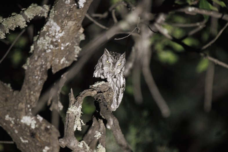 Western screech Owl perched in tree at night
