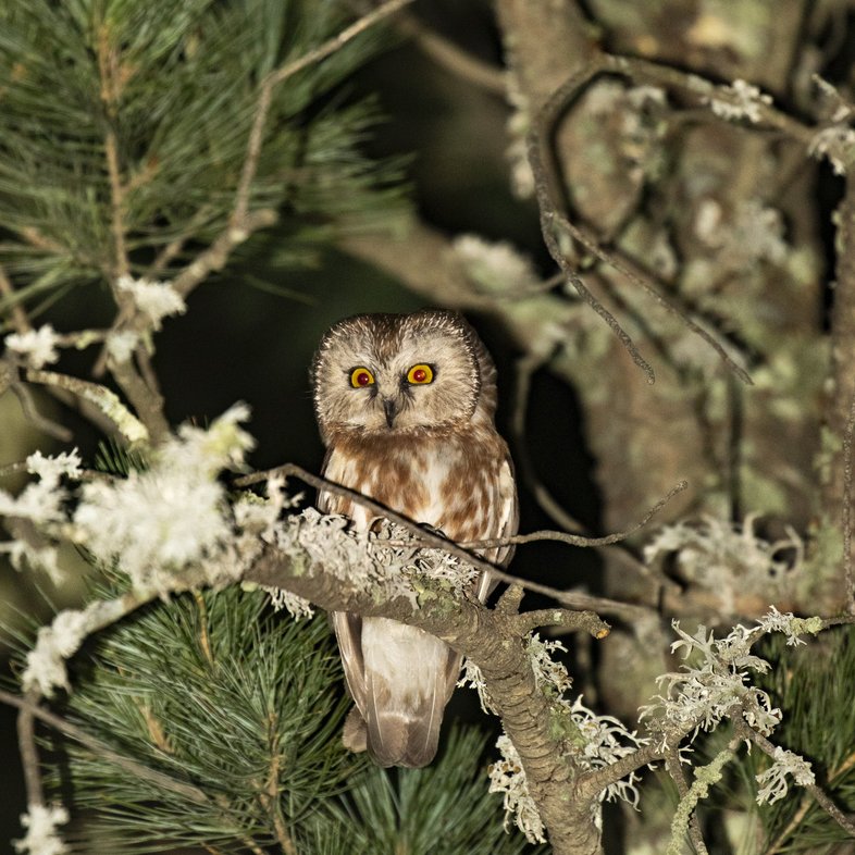Saw-whet owl in pine tree at night