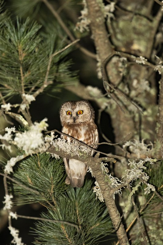 Saw-whet owl in pine tree at night