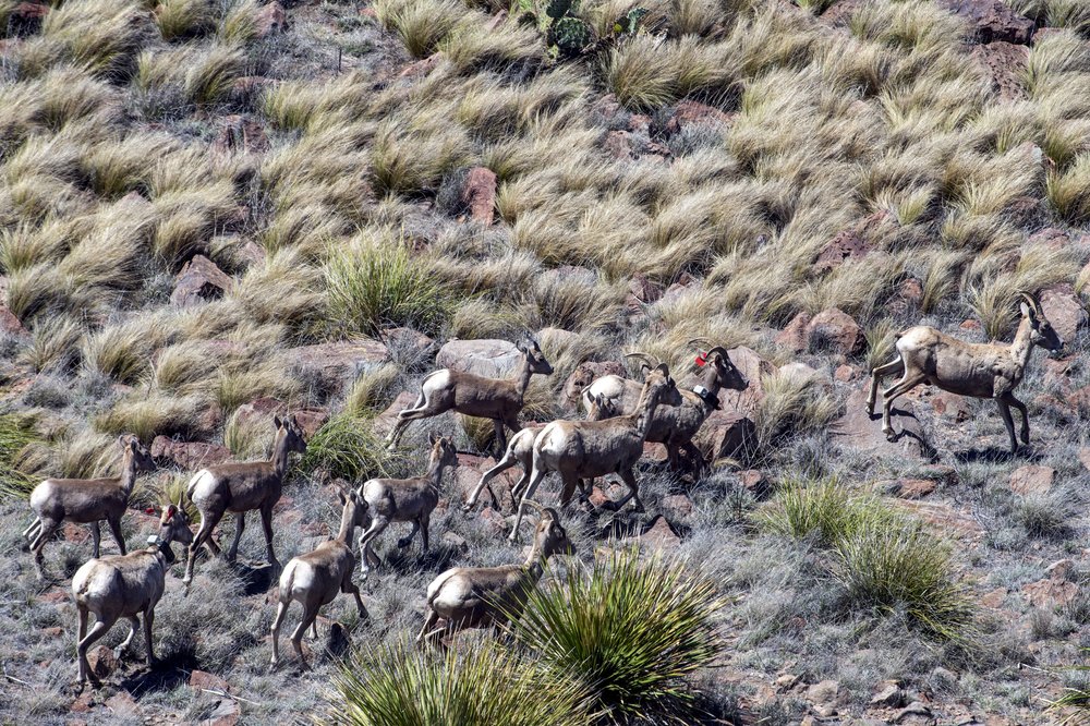 Aerial view of a herd of bighorn sheep running over rocks and shrubs