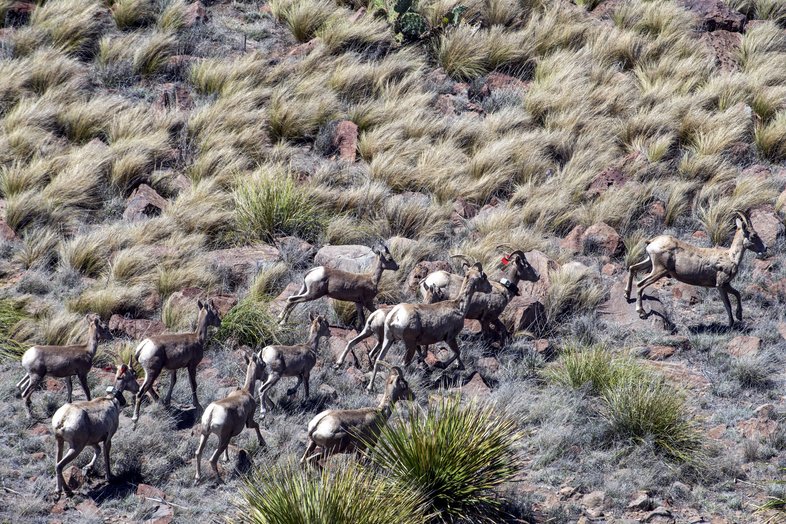 Aerial view of a herd of bighorn sheep running over rocks and shrubs