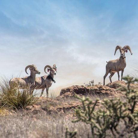 Three bighorn sheep standing on a rock covered mountain