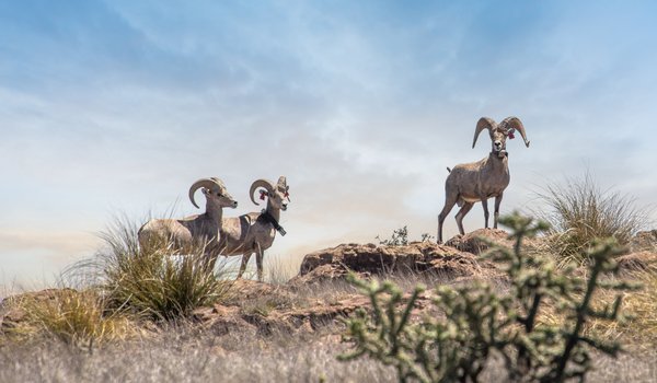 Three bighorn sheep standing on a rock covered mountain