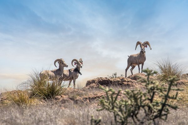 Three bighorn sheep standing on a rock covered mountain