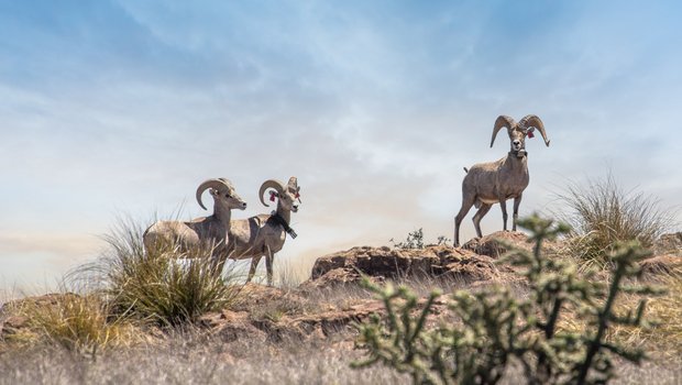 Three bighorn sheep standing on a rock covered mountain