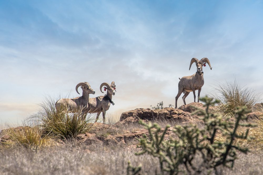 Three bighorn sheep standing on a rock covered mountain
