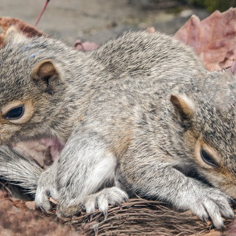 Two baby eastern gray squirrels in nest surrounded by red fall leaves