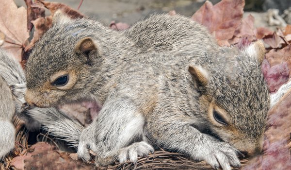Two baby eastern gray squirrels in nest surrounded by red fall leaves