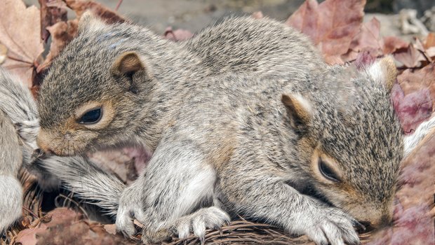 Two baby eastern gray squirrels in nest surrounded by red fall leaves