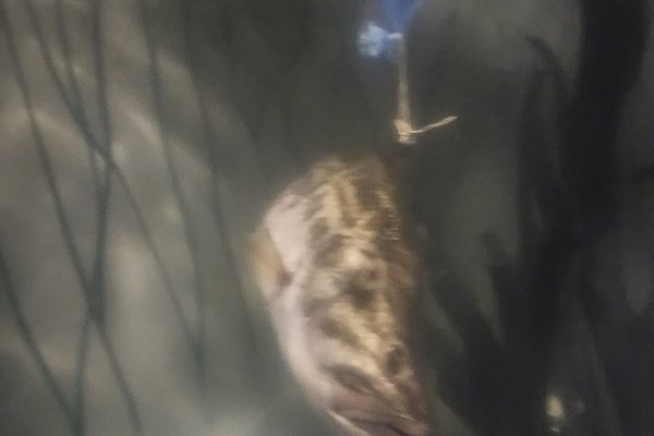 ShareLunker 655 came with a comeback story