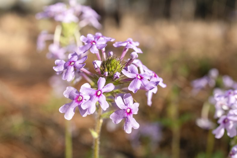 Blooming pink wildflower in a field